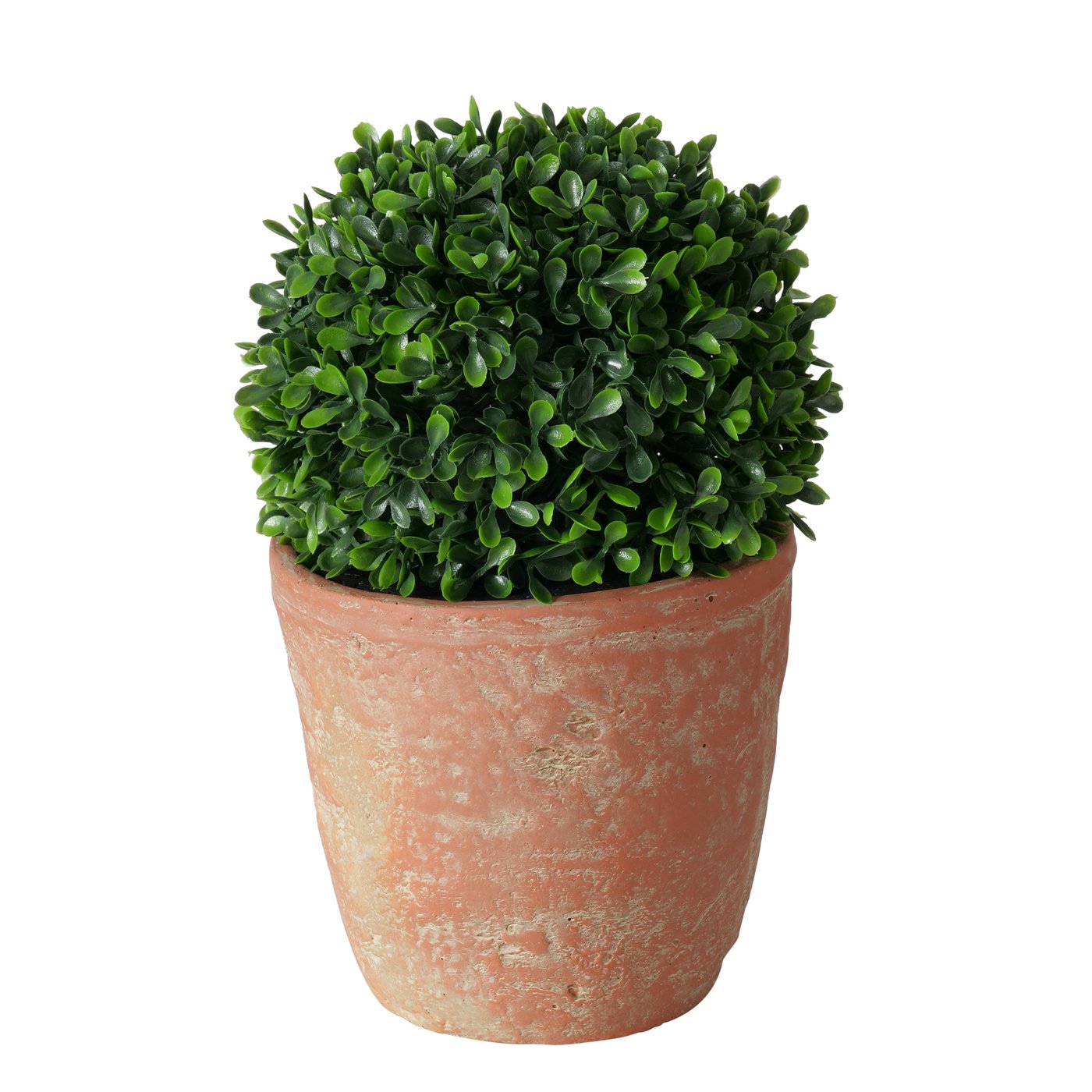 Boltze Topfpflanze Buchsbaum 1 Boltze Topfpflanze Buchsbaum