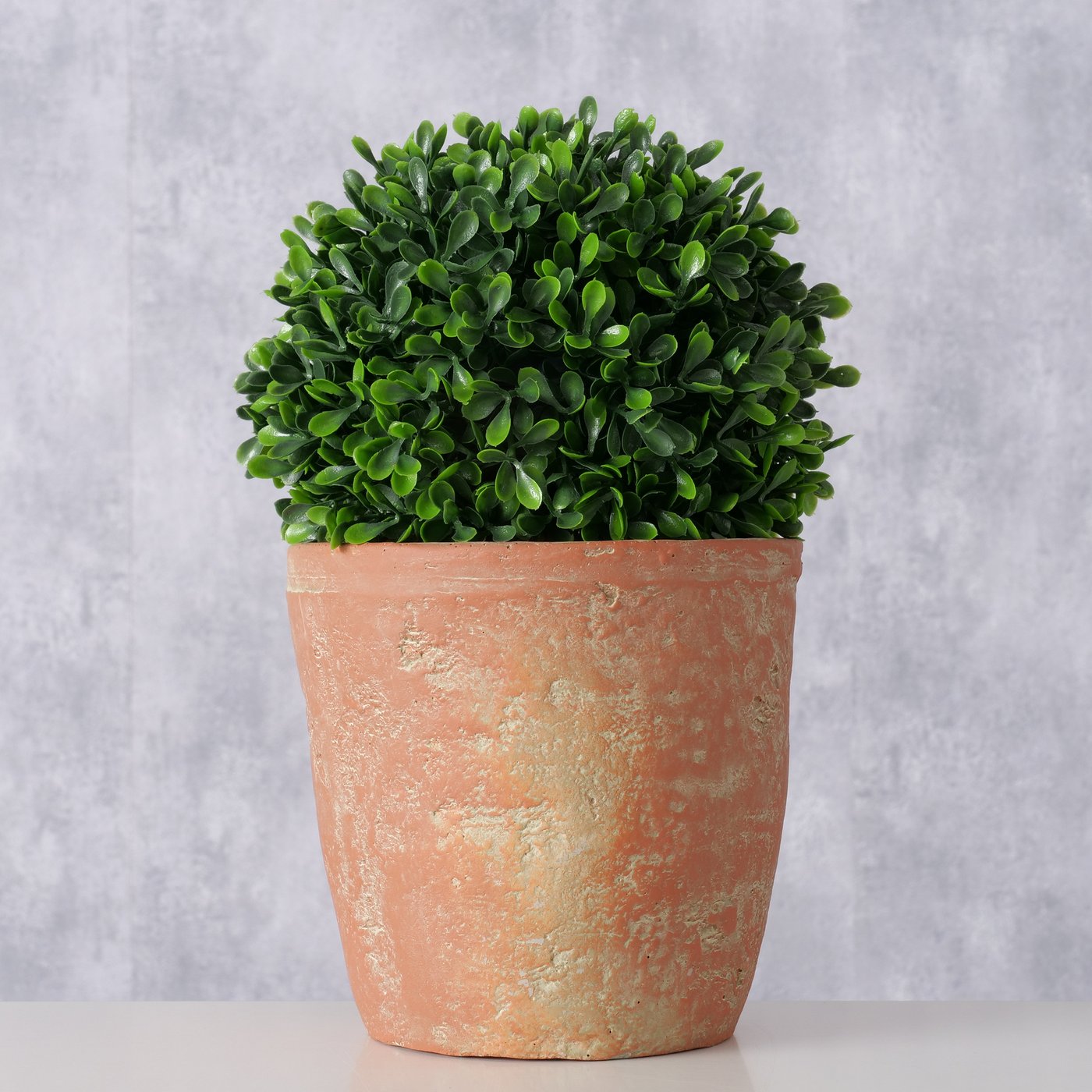 Boltze Topfpflanze Buchsbaum 2 Boltze Topfpflanze Buchsbaum Detailbild 1